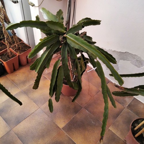 Talea pitaya frutto - talea, di