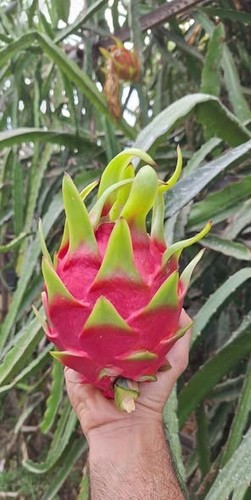Pitaya turandot talea 50cm - pitaya,