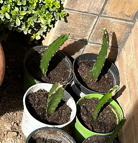 Talea pitaya undatus frutto - pitaya,