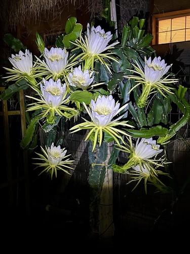 Talea pitaya hylocereus - di,