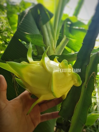 Talea pitaya golden dragon - talea,