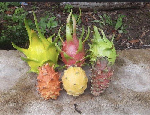Taglio frutta drago - 13, 18-14