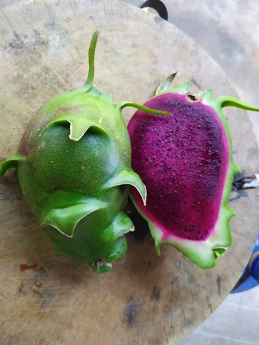 Rara talea pitaya - rara, verde