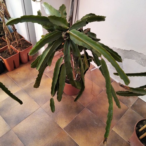 Talea pitaya frutto del - frutto,