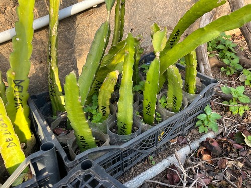 Talea pitaya dragon fruit - pitaya/dragon,