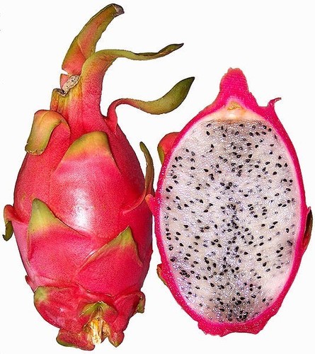 Talea pitaya dragon fruit - talea,