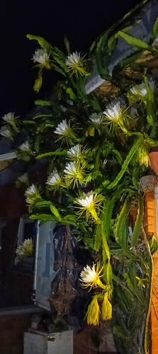 Talea pitaya - , di
