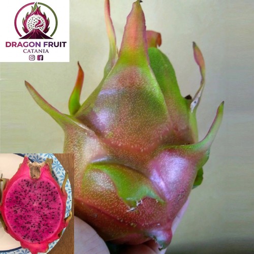 Talea pitaya frutto del - pitaya,,