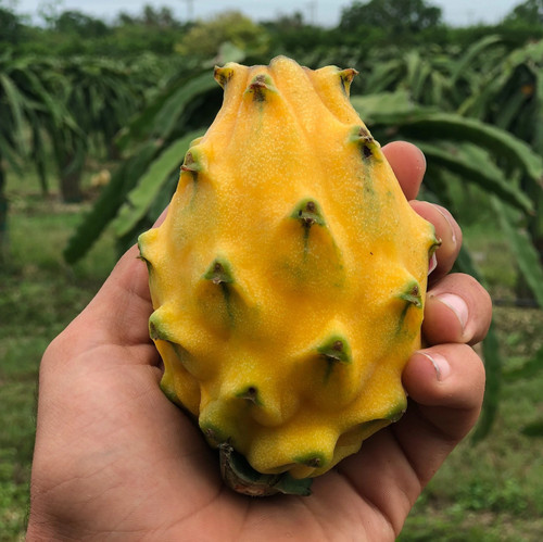 Frutto drago cactus - frutto,