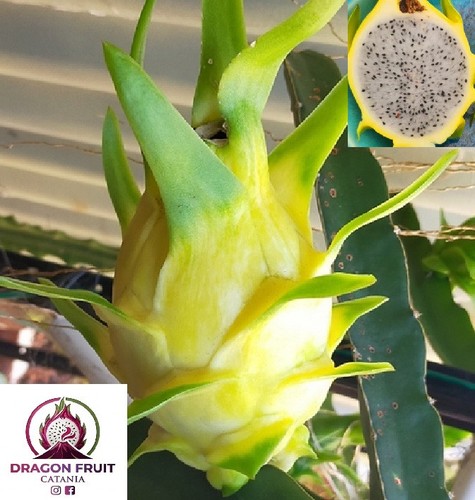 Talea pitaya frutto del - talea, di