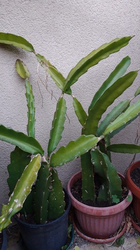 Talea pitaya rossa - e,