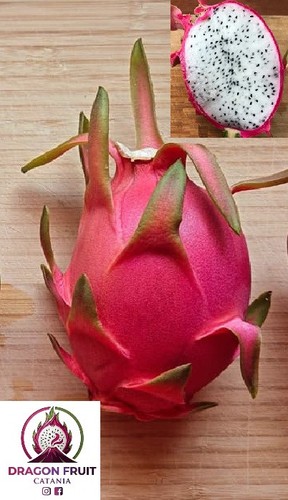 Talea pitaya frutto - talea, pitaya,
