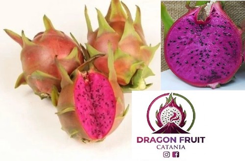 Talea pitaya frutto - talea, del