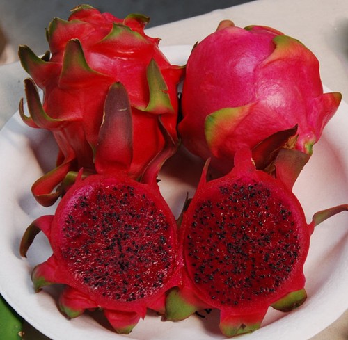 Talea pitaya rossa - talea,