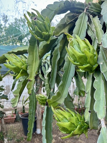 Pitaya hylocereus una - hylocereus,,