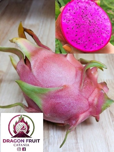Talea pitaya frutto del - di,