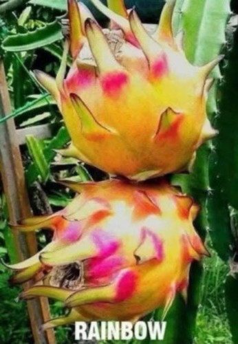 Drago arcobaleno tagli - arcobaleno, frutta