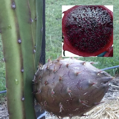 Rarissima frutta drago