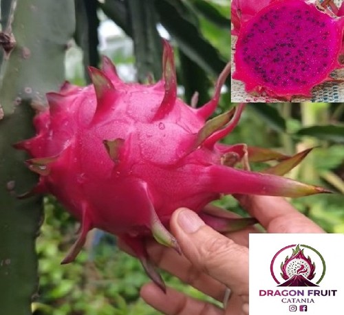 Talea pitaya frutto del - talea,
