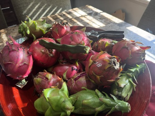 Tagli frutta drago 12 - 5, 8-12