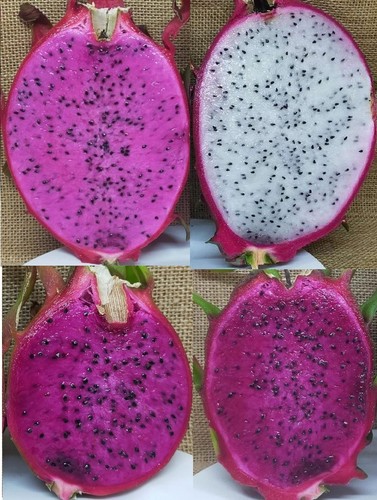 Set talee dragon fruit - set,