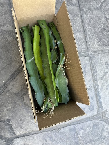 Rare taglie frutta drago - rare,
