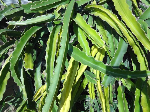 Frutto drago cactus - frutto,