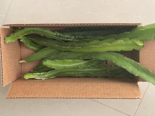 Frutta del drago talee - 15, x