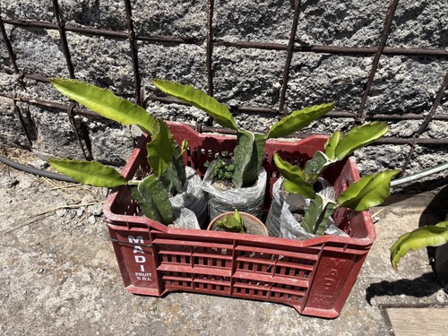 Pitaya frutto del drago - pitaya,,