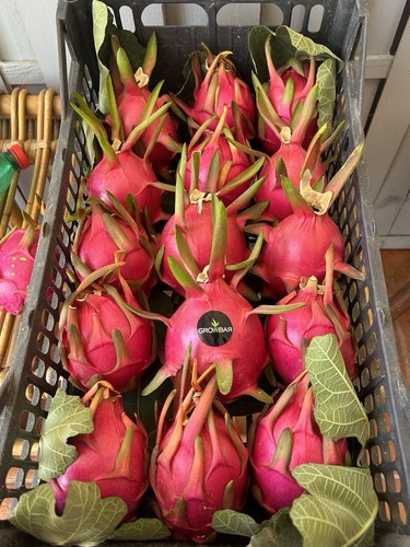 Pitaya cactus una - cactus, talea