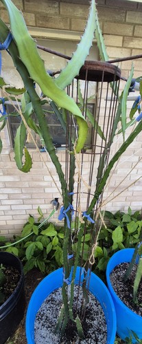 Tagli frutta drago - tagli,