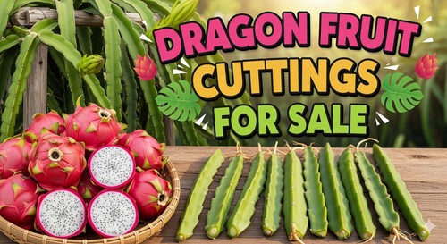 Rari tagli frutta drago - rari,
